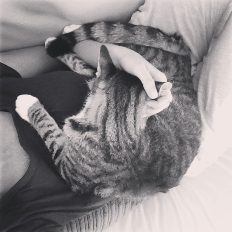 Kitten cuddles with Michael